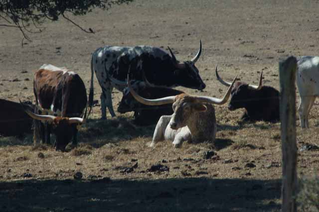 Texas Longhorns